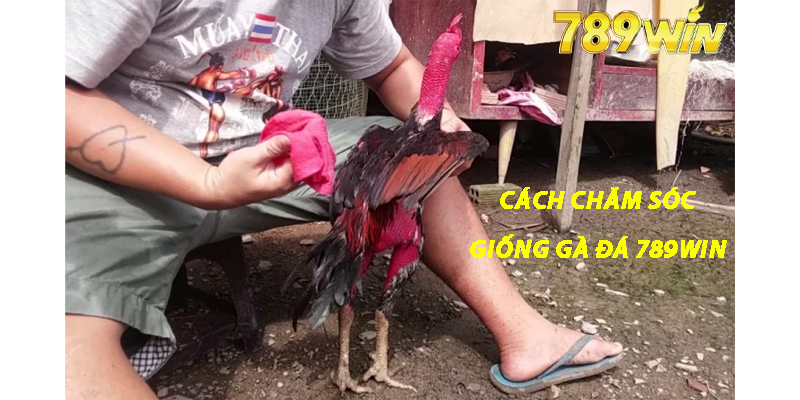 Cách Chăm Sóc Giống Gà Đá 789win