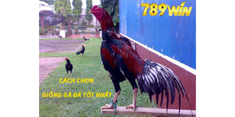 Cách Chọn Giống Gà Đá 789win Tốt Nhất