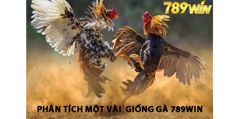 Phân Tích Một Vài Giống Gà 789win