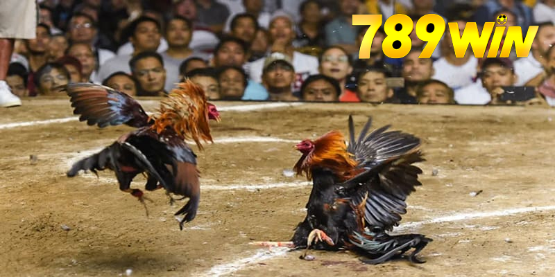 Chiến Kê Tại 789WIN